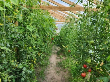 Как сохранить урожай томатов до октября: советы на август