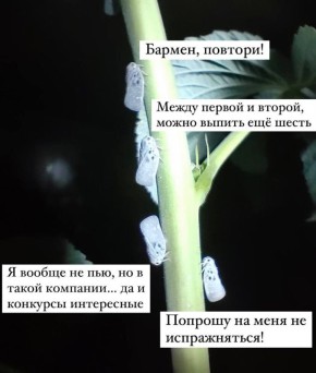 Американская белая цикадка: новые угрозы для садоводов
