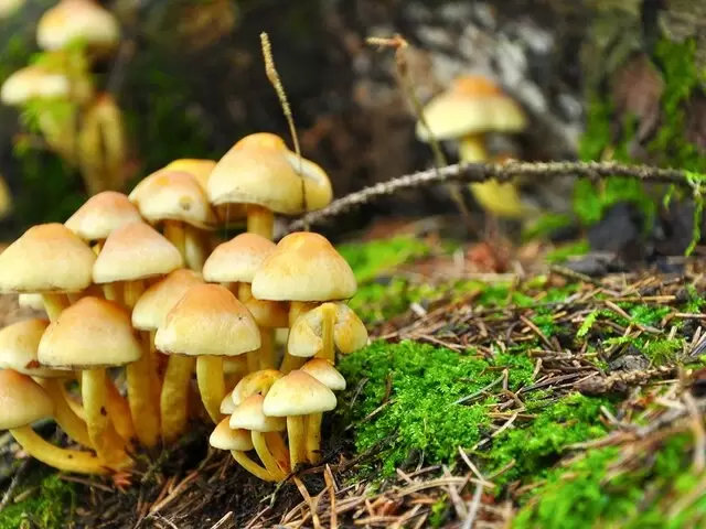 Зимние опята: грибная находка в Подмосковье продолжается до конца февраля