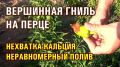 Вершинная гниль на перце: как спасти урожай от дефицита кальция