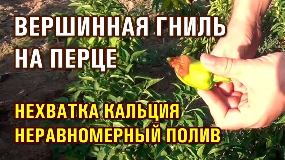 ��������� ����� �� �����: ��� ������ ������ �� �������� �������