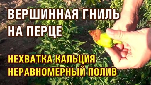 ��������� ����� �� �����: ��� ������ ������ �� �������� �������