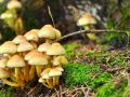 Зимние опята: грибная находка в Подмосковье продолжается до конца февраля