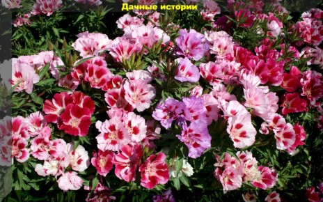 ����� ��� ������ �������, ������� ����� ����� ���� �� ����