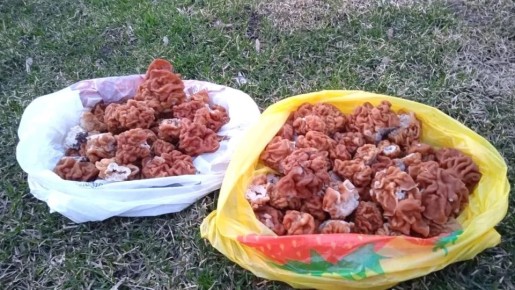 В Сапожковском округе начался сезон тихой охоты