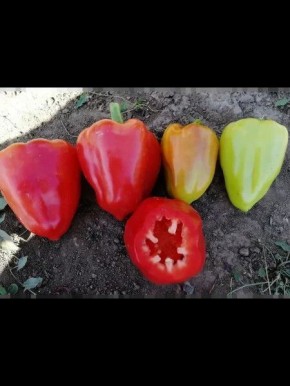 Перец Катрин: идеальный выбор для вашего огорода