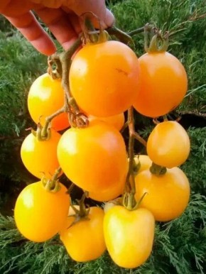 Томат хани рейн: сладкое восхищение с яркими гроздьями