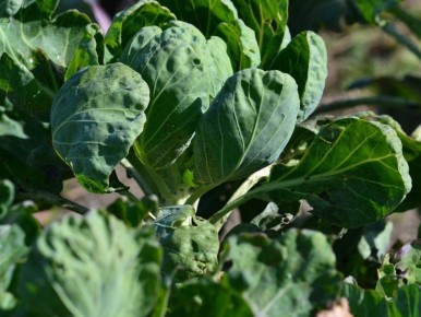 Как защитить капусту: натуральные методы против вредителей