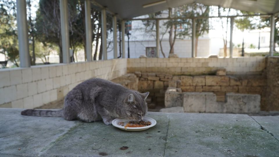 �������� ��������� �������: ��� ����� ���� � ��������� �����������