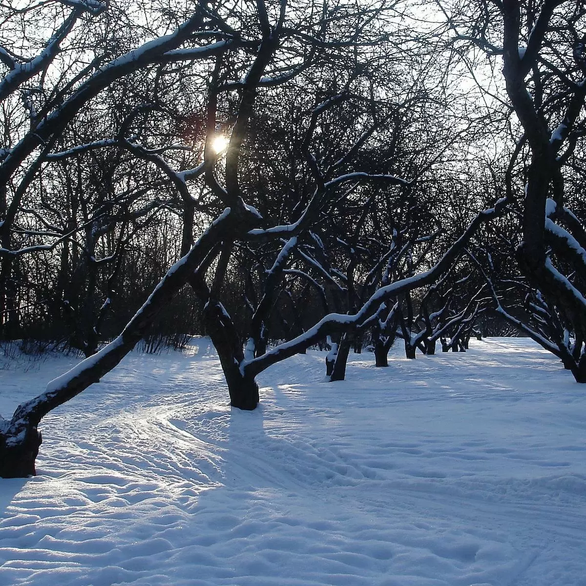 Зимний сад без скуки: как создать волшебство в декабре