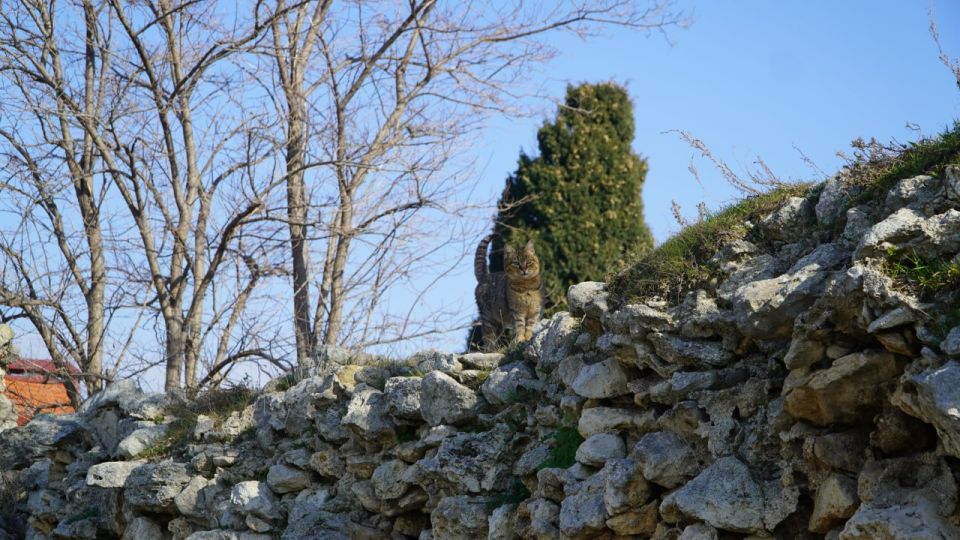 �������� ��������� �������: ��� ����� ���� � ��������� �����������