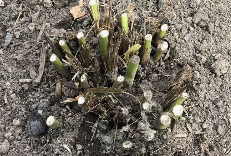 Как правильно подготовить пионы к зиме: секреты двухэтапной обрезки