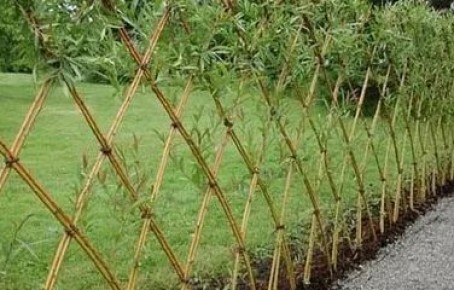 Создание живой шпалеры из ивы: шаг за шагом к гармонии в саду