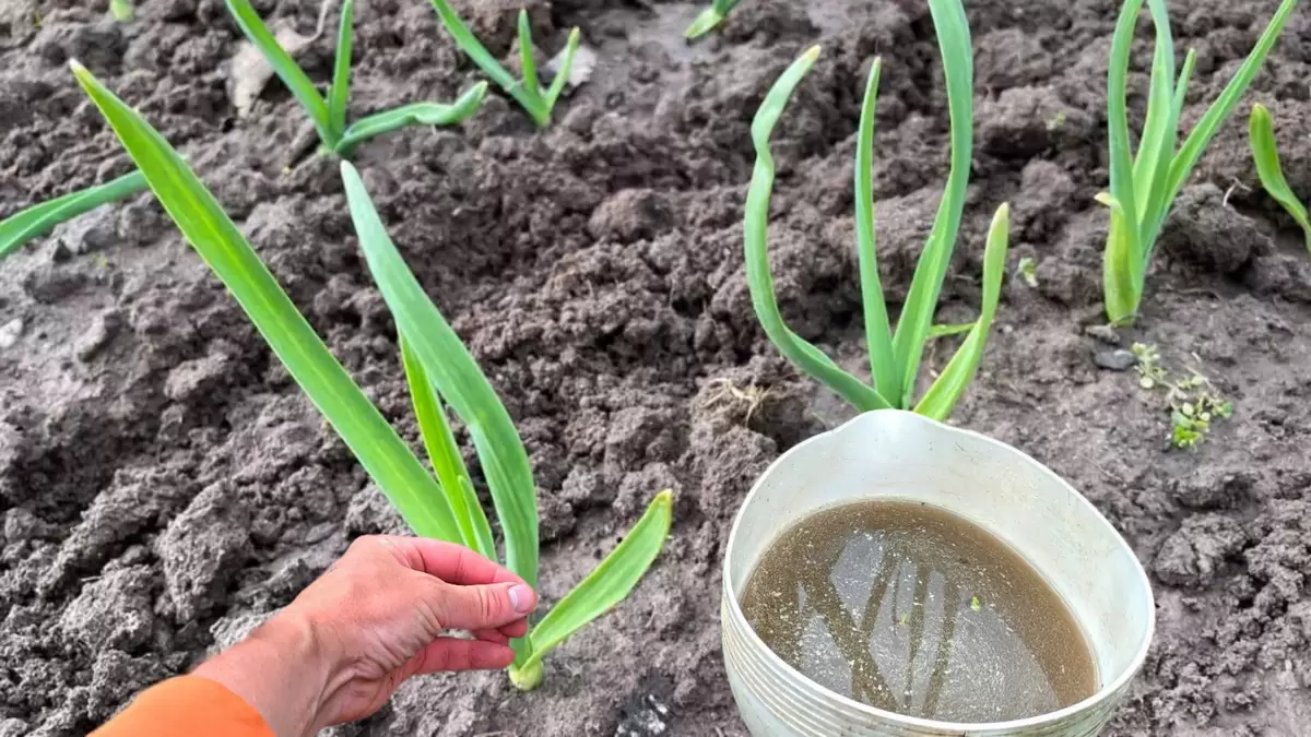 Как избавиться от пожелтения чеснока: простые секреты подкормки