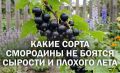 Устойчивые сорта смородины: как выбрать идеальные саженцы без лишних хлопот