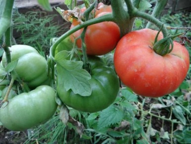 ����������� � ���� �������: �����, ������� �� ��������� ������