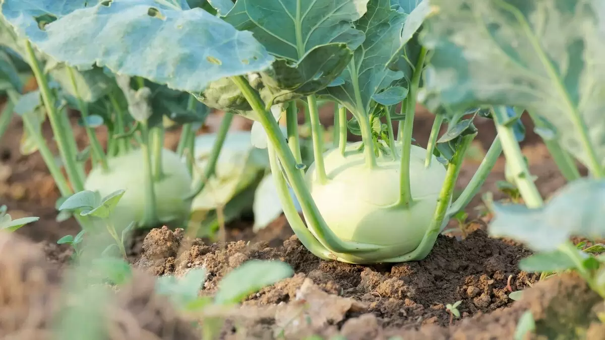 Кольраби: секрет двойного урожая и советы по уходу