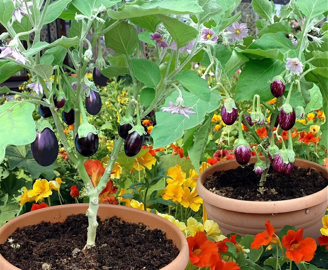 Возможно ли вырастить баклажан в зимнем огороде?