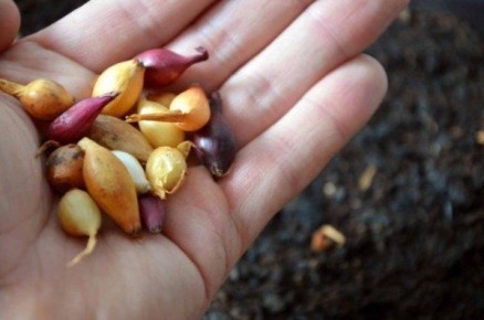 Как получить крупный лук: советы по подкормкам и удобрениям