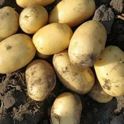 ��������� �������: ���������� ���� � ������� ��������� � ���������� ���������