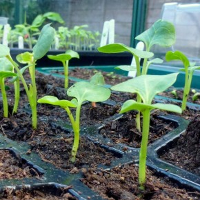 ����� ��� �������: ��� ������������� ������� ����� ��������� ��� ������