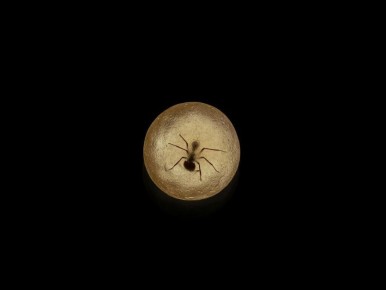 ����������� ����������� �����: �������� D.O.M. � ��� �������� ����