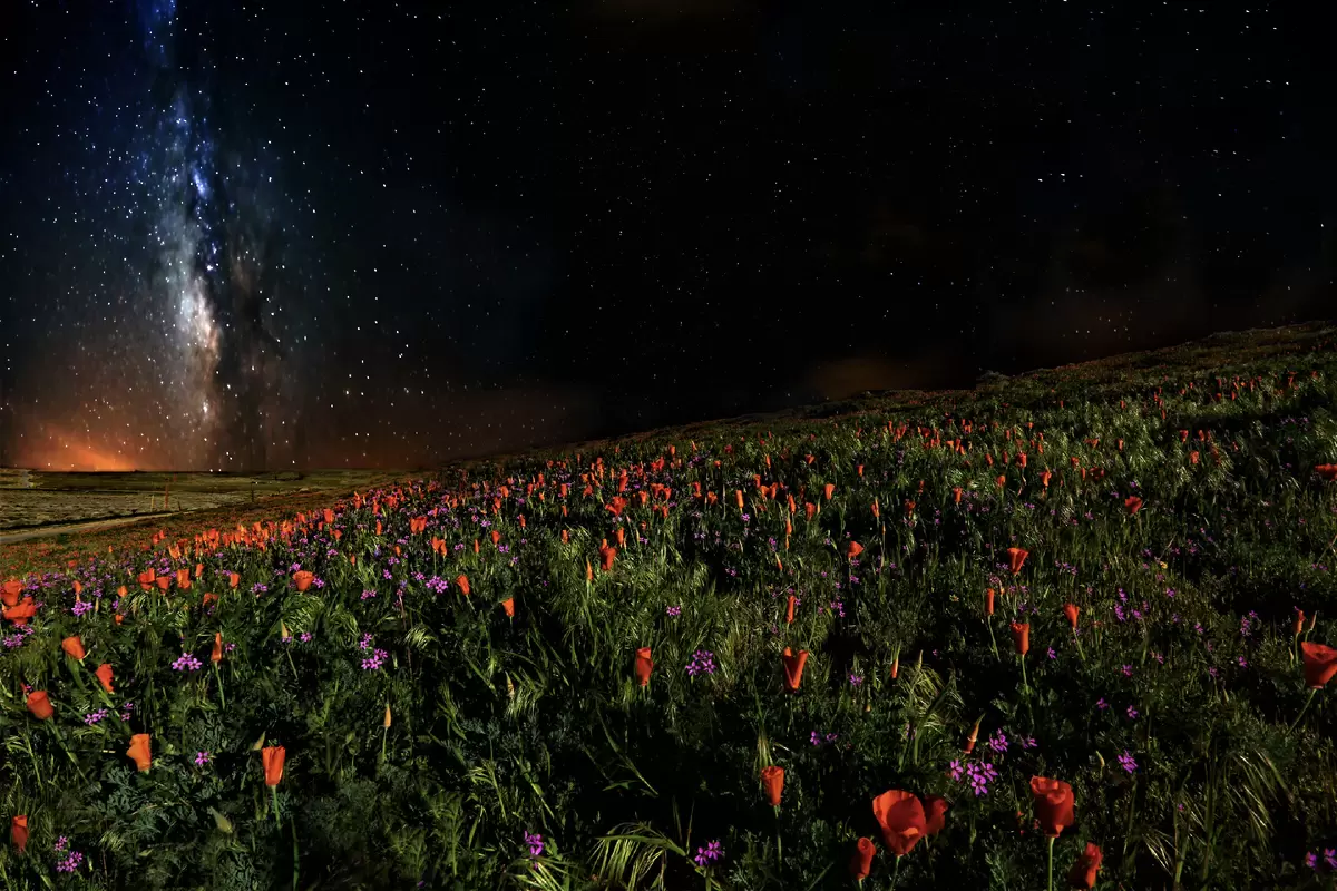 Почему растения требуют ночного покоя: секреты их ночной жизни