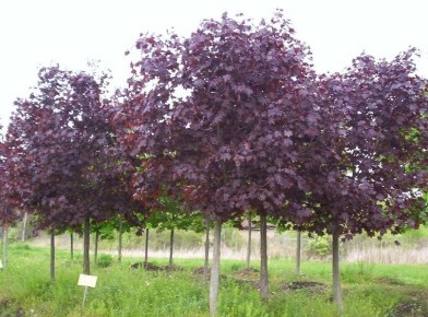 ���� ������� ����: �������, ������� ����������� ���