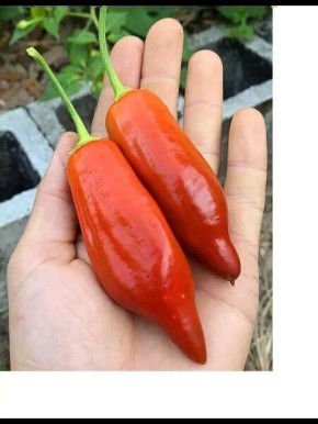 ����� �������� ��� 455: �������� ��� �������� � ��������� ������