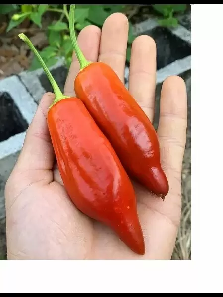 Перец Баккатум КАП 455: открытие для гурманов с необычным вкусом