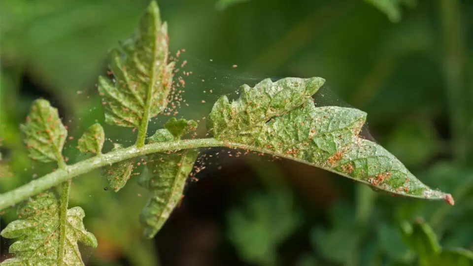 Паутинный клещ: Как защитить сад от невидимого врага