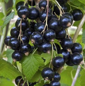 ��� ������� ������ ��������� ������ �� ������: ������ ���������