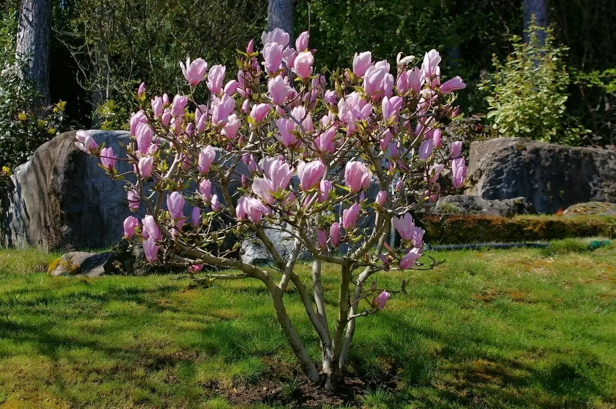 Цветущий взрыв: удивительные деревья и кустарники, которые радуют глаз весной