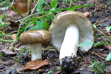 ��������: ������������ ��� ������ ������