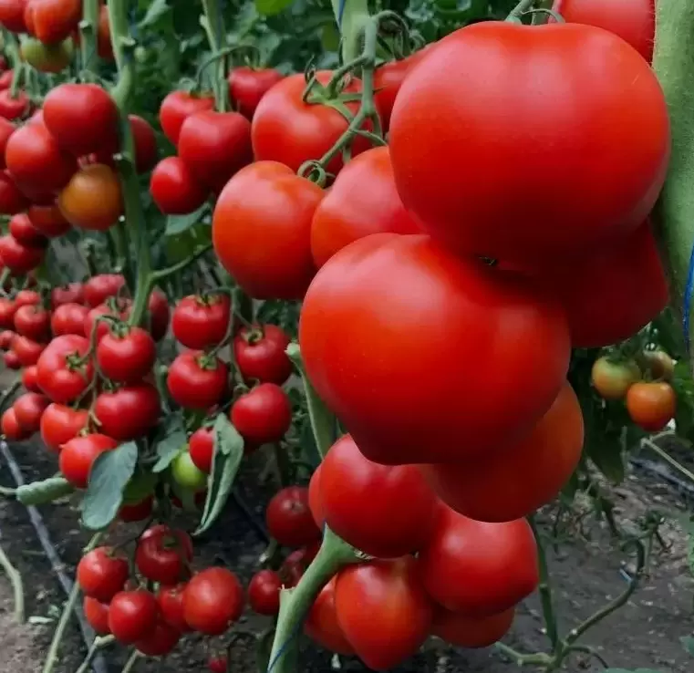 Секреты ранних томатов: как получить до 90 кг с 1 м?