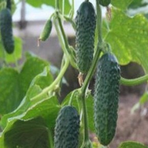 ������ ���������� �����: ��������� ������� ��� ����� �������