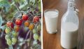 Как молоко с йодом может стать вашим секретом для сладких и крупных томатов