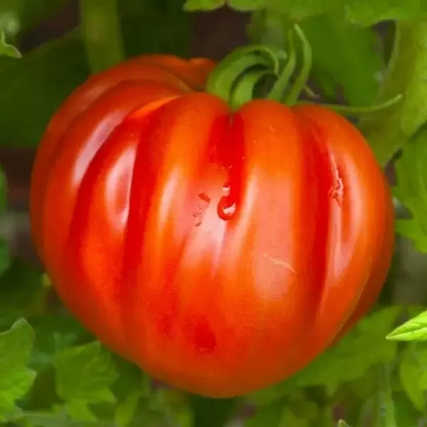 Томат Старинный из Ломбардии: как вырастить итальянский шедевр в вашем огороде