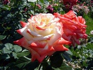 �����-��������� ����: ������������ ��� �������� � ����������� ������
