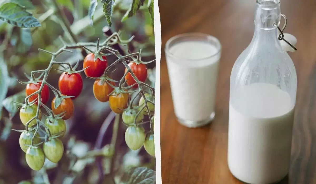 Как молоко с йодом может стать вашим секретом для сладких и крупных томатов