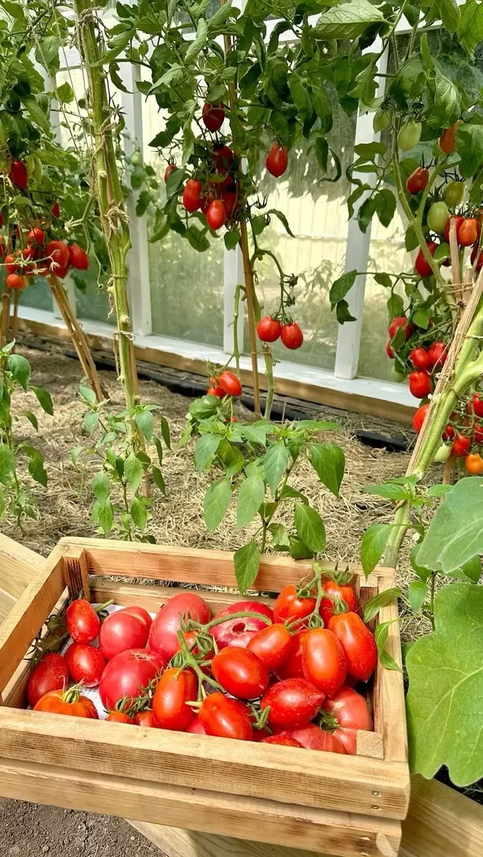 Гибриды F1: секреты, мифы и неожиданные последствия