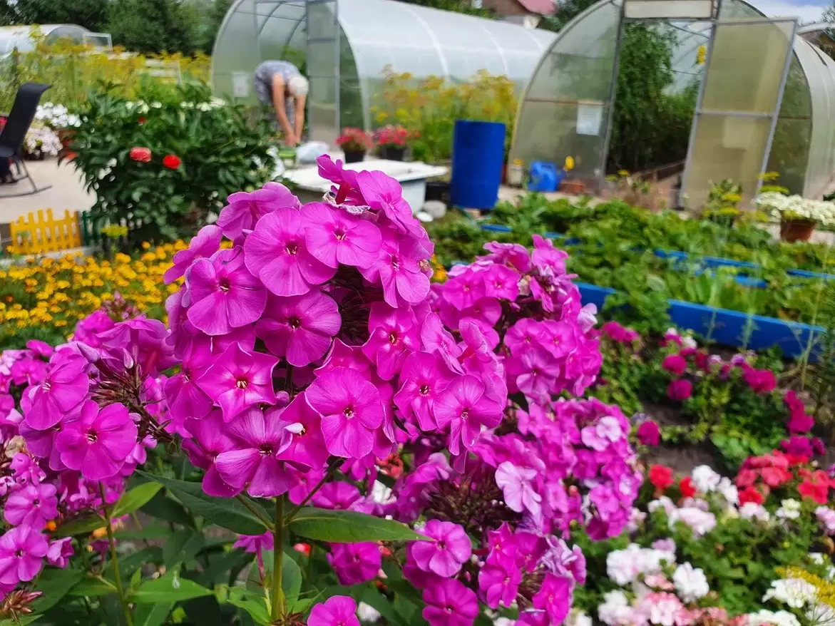 Облачное цветение: пять многолетников для стильного сада