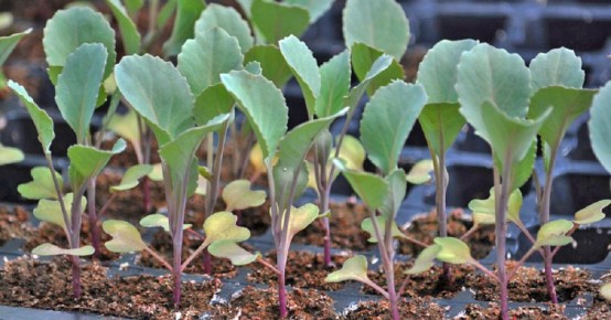 Когда сеять раннюю капусту в средней полосе России: советы и рекомендации