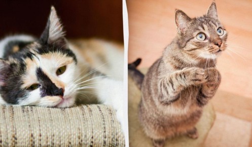 Забытые кошки: как отсутствие игры отражается на их здоровье и поведении