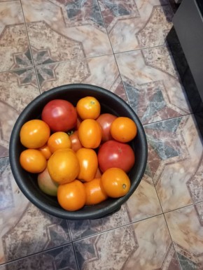 Август для королей огорода: как ухаживать за помидорами, перцами и баклажанами