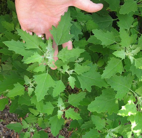 ����������� ������� ������ � ���������: ����������� ������ ��� ������ �������