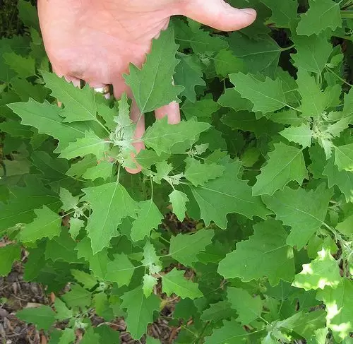 Эффективные способы борьбы с сорняками: натуральные методы для вашего огорода