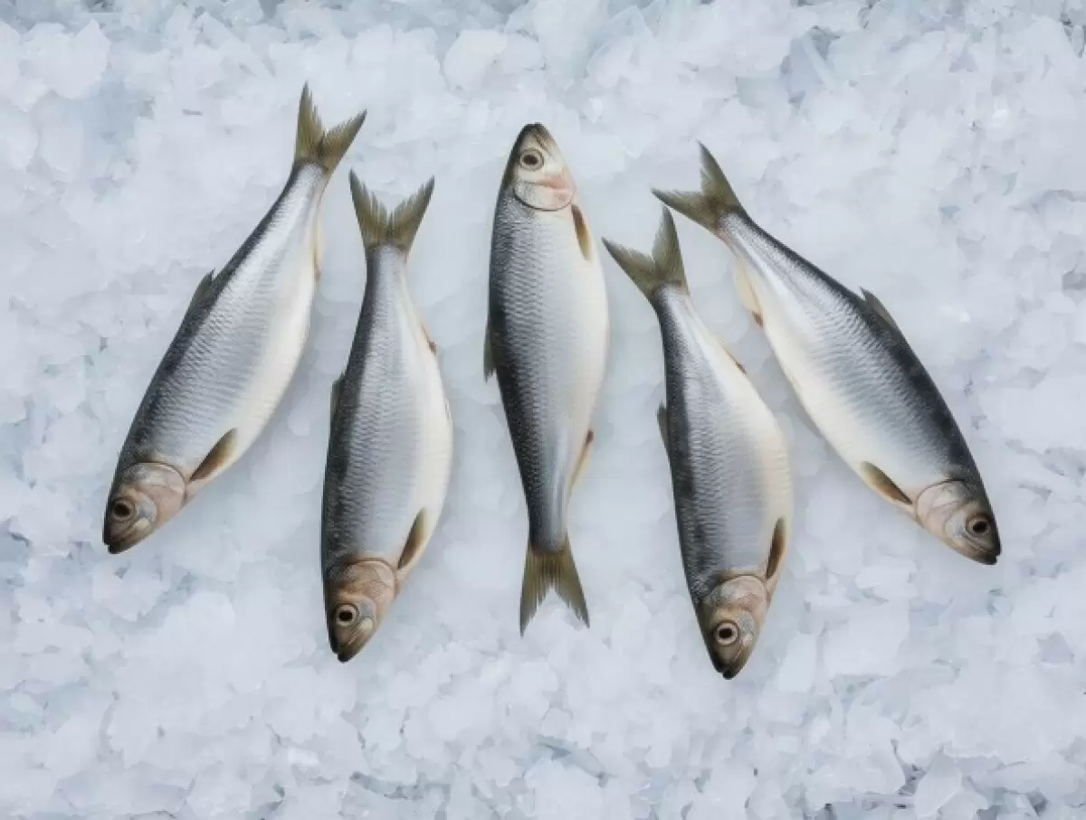 Россия значительно увеличила импорт рыбы из Чили