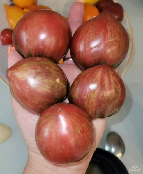 Томат Гном Грааль: компактный куст с яркими плодами для открытого грунта