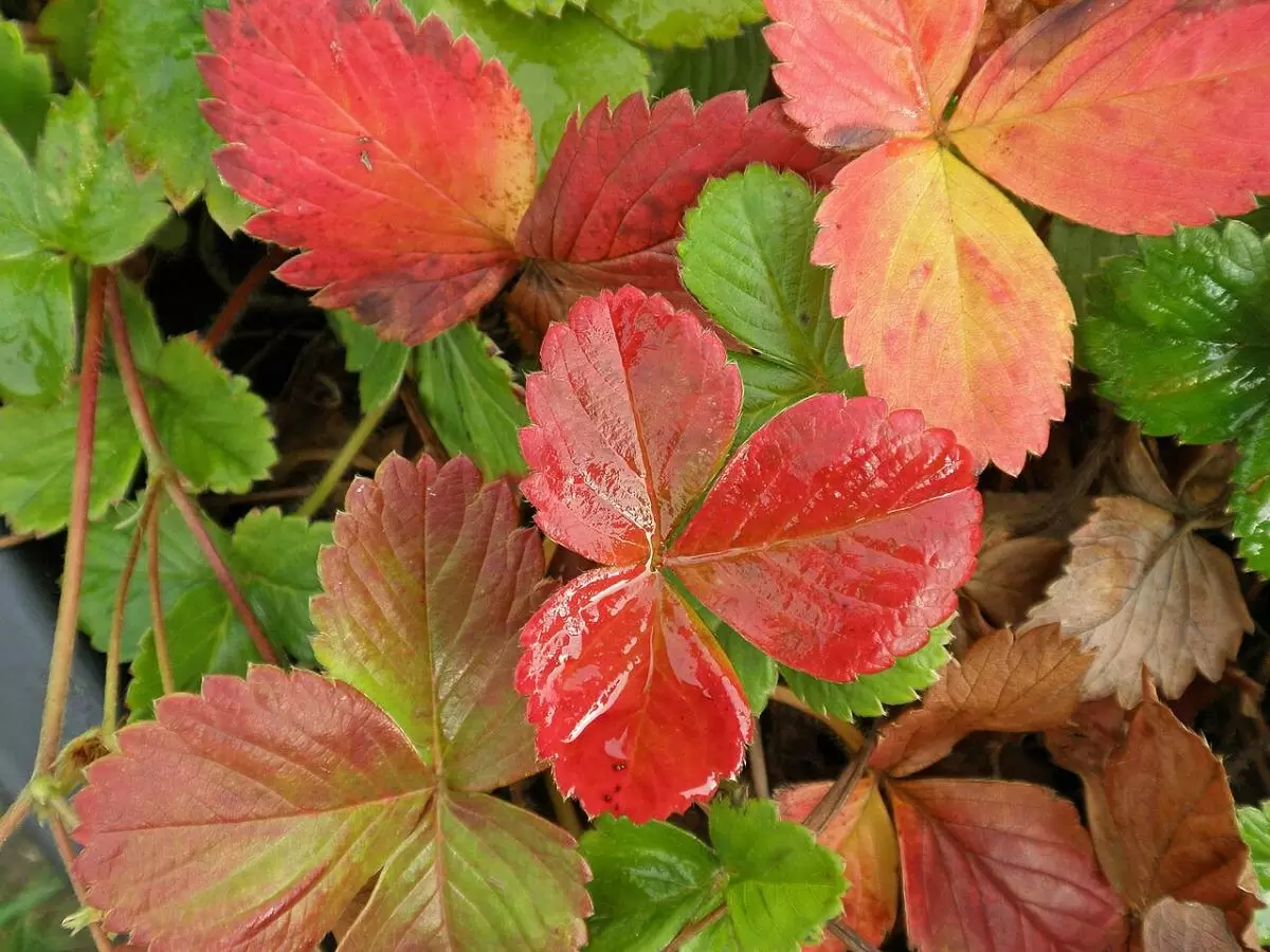 Красные листья клубники: что они пытаются вам сказать?